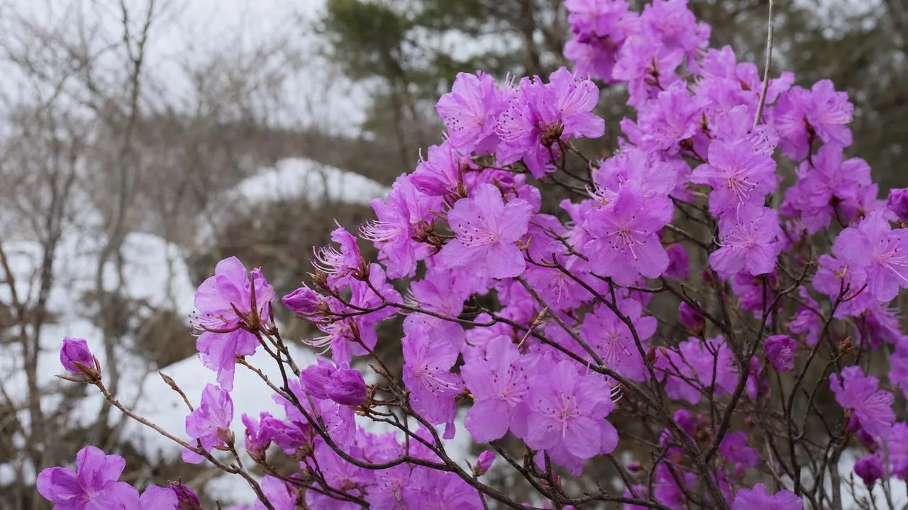 Рododendron даурский