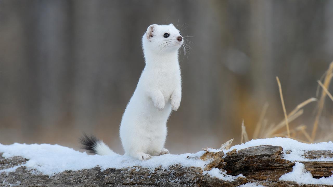 Ласка